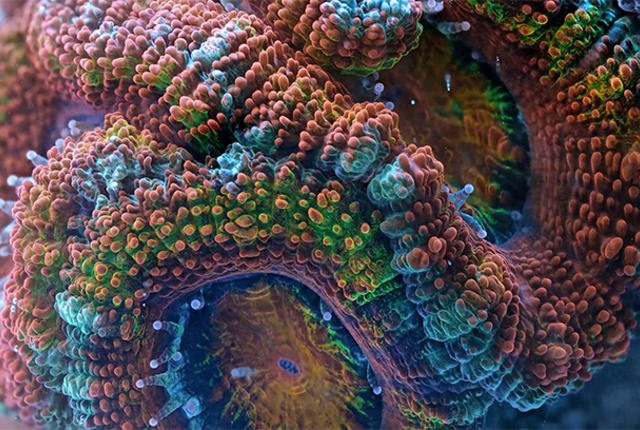 Watch Corals Move in Timelapse Video https://t.co/Fp9o0iSpK3 #Coral https://t.co/CDMBlKVA3N